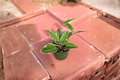 Variegated Hoya Macrophylla Live Plant | 4 Inch Pot | Tropical Indoor Houseplant with Creamy Variegation