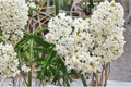 Asclepias Ice Ballet Live Plants – 3 Rooted Perennial Starters in 1 Qt Pots, White Swamp Milkweed for Garden Beds & Borders