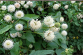 Buttonbush Native Plant 1 Gallon Cephalanthus occidentalis White Flowering Shrub for Garden & Pond Edge
