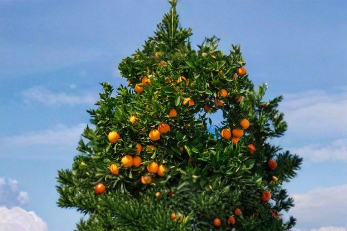 Succari Sweet Egyptian Orange Tree Live Plant 1 Gallon Citrus Fruit Tree for Container Gardens