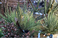 Cesarini Variegated Japanese Red Pine Live Plant 12 Inch Evergreen Conifer Pinus densiflora Garden Tree