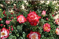 Snowfire Hybrid Tea Rose Live Plant, 5 Gal, Red & White Bi-Color Blooms, Flowering Rose Bush for Garden, Landscape, Outdoor Plant