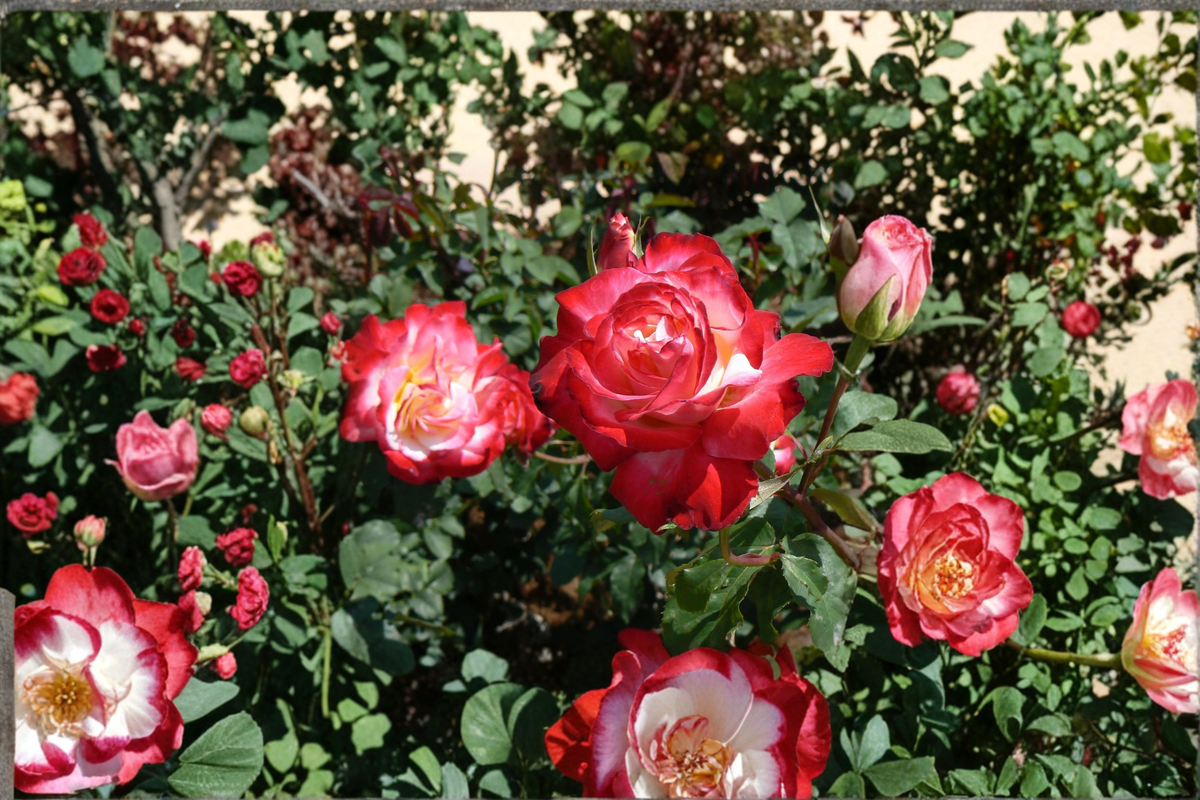 Snowfire Hybrid Tea Rose Live Plant, 5 Gal, Red & White Bi-Color Blooms, Flowering Rose Bush for Garden, Landscape, Outdoor Plant