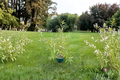 Gold Horizon Deodar Cedar Live Plant 1 Gallon, Evergreen Conifer Tree, Golden Foliage, Cedrus deodara, 18 Inches Tall