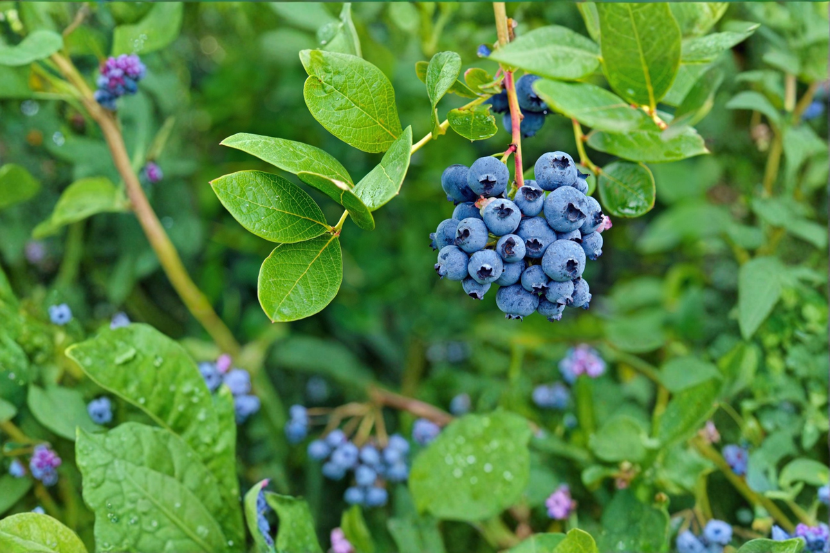 Blueberry Plant 4-6 Ft Live Bush Vaccinium spp. Fruit Shrub for Garden, Backyard, Easy Care