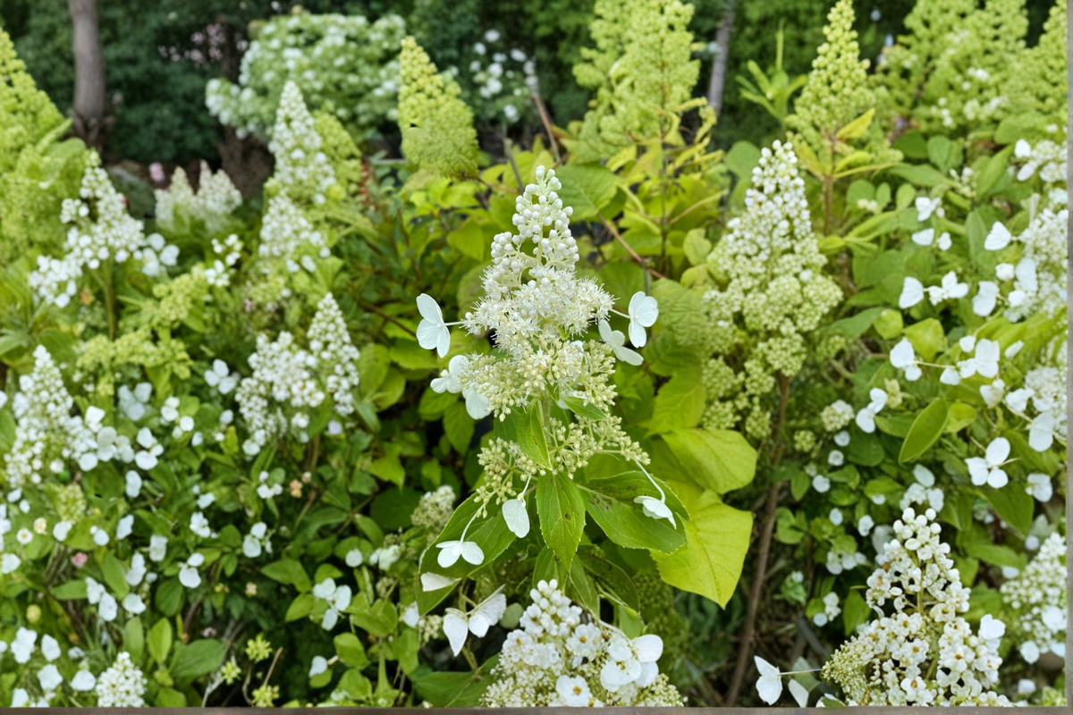 Hydrangea paniculata 'Kyushu' 1 Gallon Live Plant White Panicle Shrub for Summer Garden Landscape
