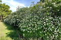 Mohican Viburnum Live Plant 4-Inch Pot Deciduous Flowering Shrub with White Flowers & Red Berries