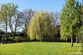 2 Golden Weeping Willow Tree Cuttings Ready to Plant – Salix babylonica
