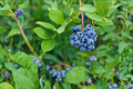 Blueberry Bush Live Plant 1-3 Ft Vaccinium spp. Edible Fruit Shrub for Garden & Outdoor Growing