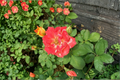 Pinata Rose Live Plant 1-Gallon Yellow Orange Flowering Shrub Rosa Hybrid for Garden Outdoor Landscape