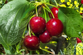 Dwarf Sand Cherry Seeds, Prunus pumila, Flowering Shrub for Garden & Container, White-Pink Blossoms, 5 Seeds