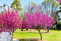 Oklahoma Redbud Tree Live Plant 4-6 Ft Pink Flowering Ornamental Tree Cercis reniformis for Landscaping