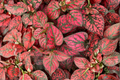 Hypoestes 'Red Splash' Live Plant – 2.5 Inch Pot – Polka Dot Plant (Hypoestes phyllostachya)