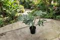 Monstera Thai Constellation Live Plant, 2-Inch Pot, Variegated Monstera deliciosa 'Thai Constellation' Houseplant