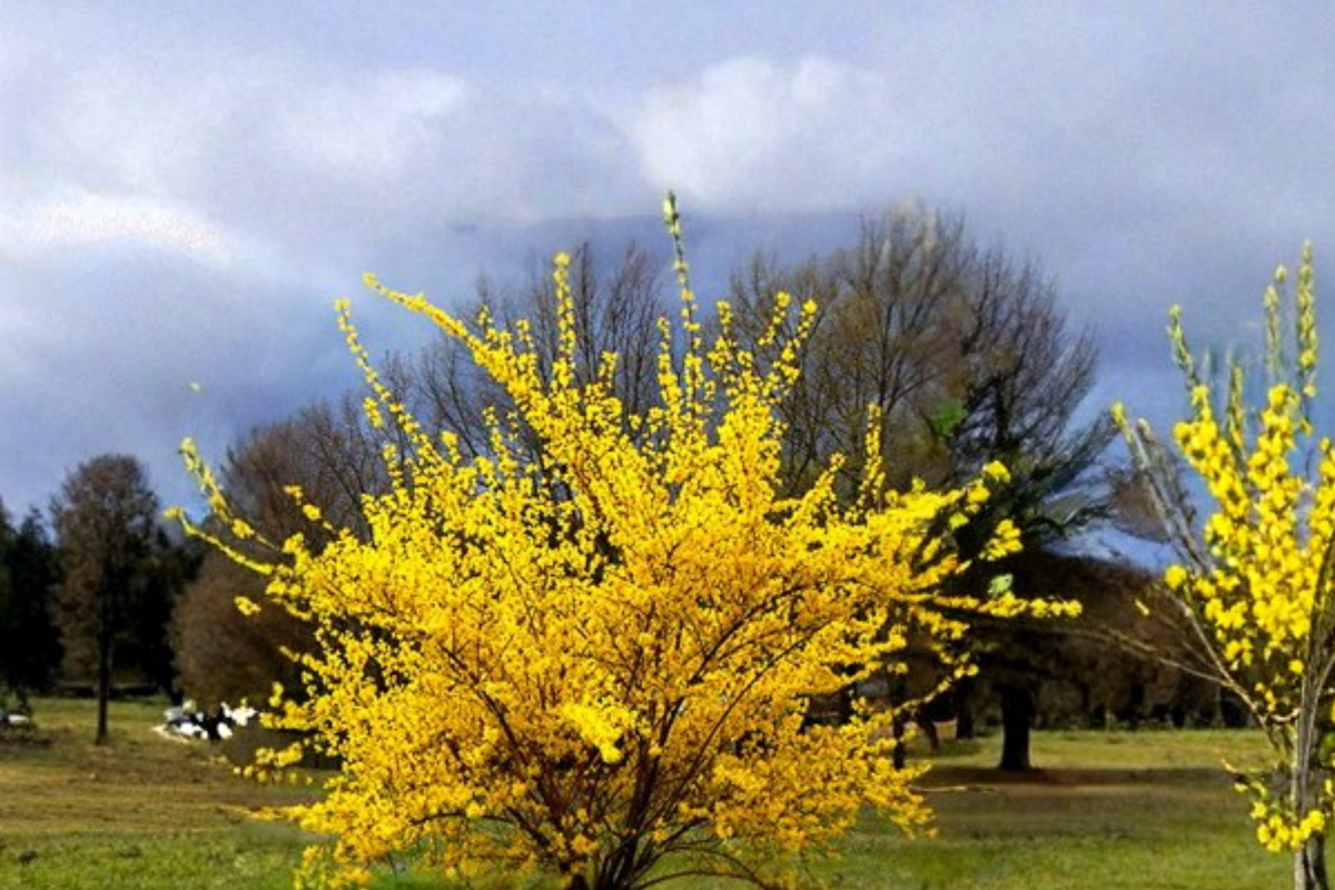 Forsythia Flowering Shrub 2-4 ft, Yellow Spring Blooms, Forsythia × intermedia, Live Plant for Garden & Landscape