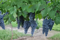 Camminare Noir Grape Vine Live Plant – 4–6 Ft Climbing Wine Grape for Home Vineyard & Garden Trellis
