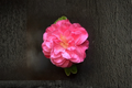 Japanese Camellia ‘Lady Laura’ 1 Gallon Live Plant Pink Evergreen Shrub for Shade Gardens