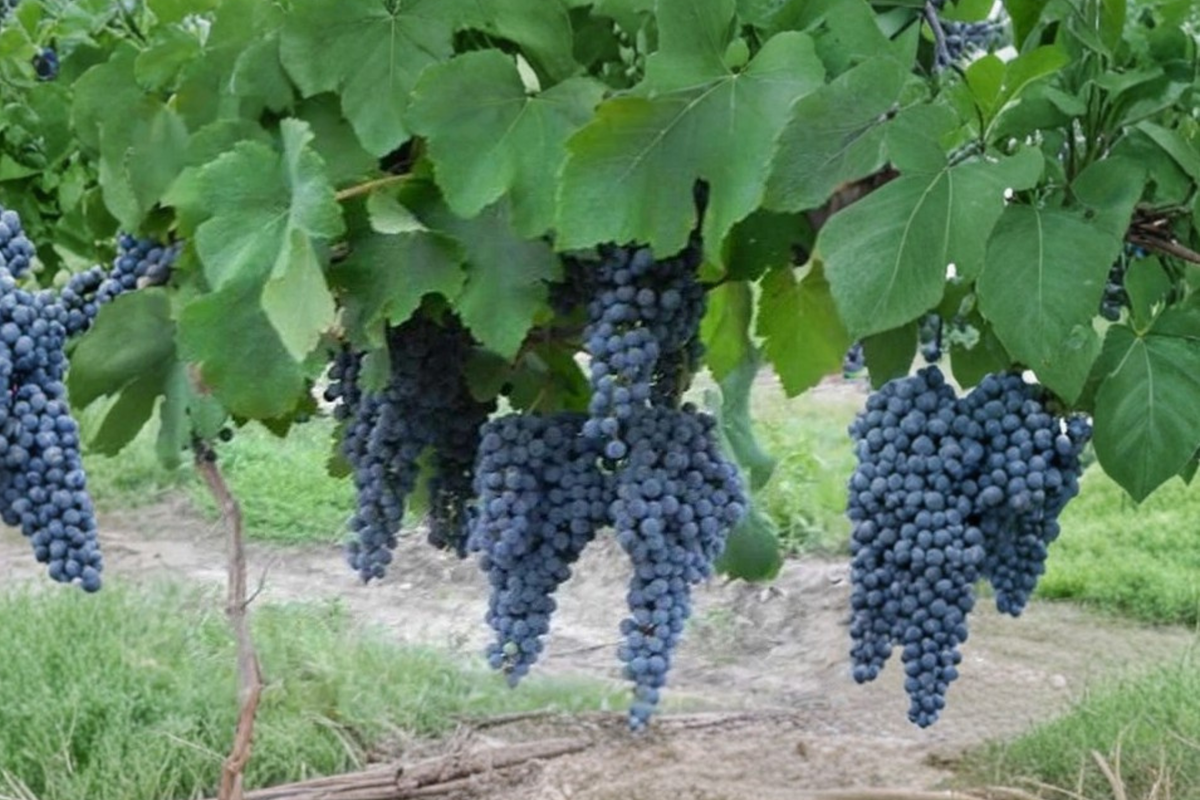 Pinot Noir Grape Vine Live Plant | 3 Gallon | Vitis vinifera | Wine Grape for Home Garden & Outdoor Trellis