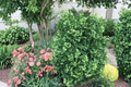 Dwarf Ginkgo â€˜Gnomeâ€™ Live Plant – Compact Ginkgo biloba Tree, 8 Inches Tall, Grafted Ornamental Tree for Small Gardens & Containers