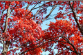Shumard Red Oak Tree Live Plant – 5 Gallon Container, Approx. 6 Ft Tall, Fast Growing Shade Tree for Landscaping, Hardwood Tree, Quercus shumardii