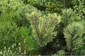 Chameleon Mugo Pine Live Plant 12 Inches, Color-Changing Evergreen Conifer, Compact Garden Tree, Pinus mugo 'Chameleon'