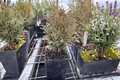 Tiny Tim Arborvitae Live Plant Quart Pot – Dwarf Evergreen Shrub for Small Gardens & Landscape – Thuja occidentalis