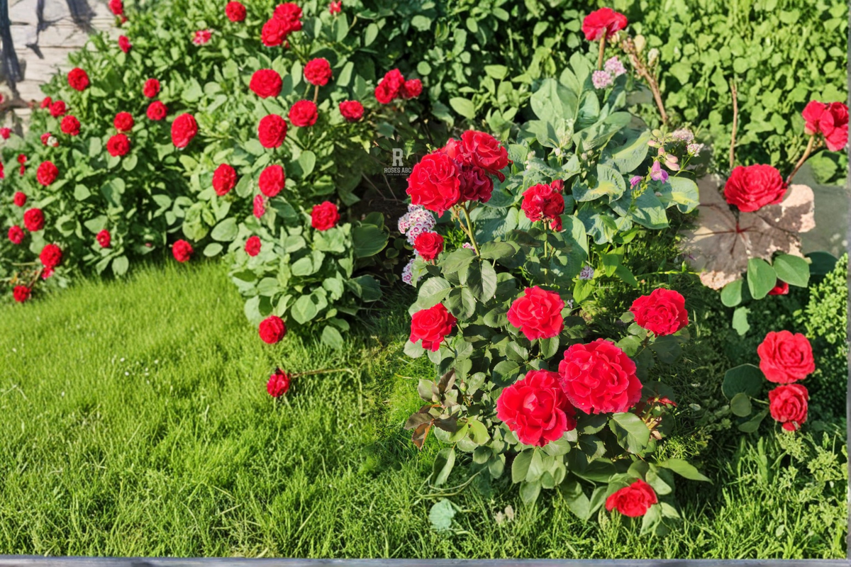 Toro Hybrid Tea Rose Plant 1 Gal Red Flowering Shrub for Garden Borders & Landscape Rosa spp.
