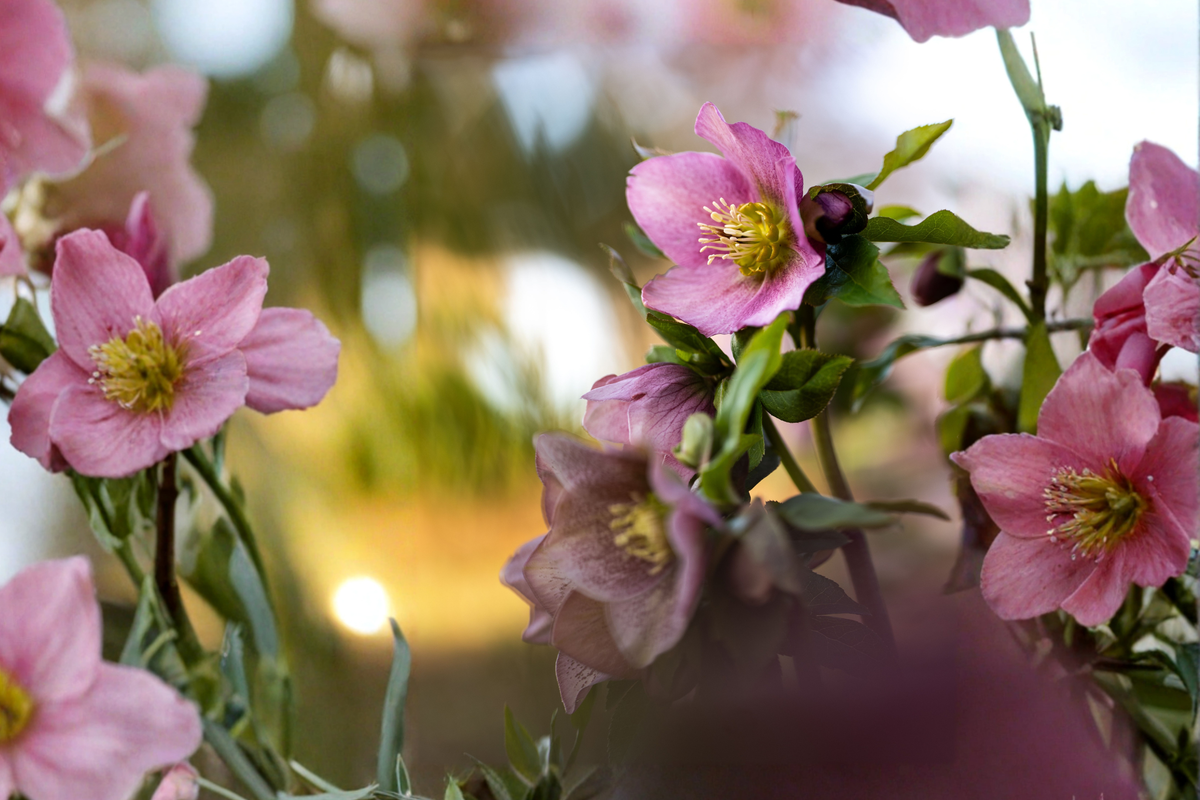 5 Live Lenten Rose Starter Plants 2-3 Inch Tall - Helleborus spp.
