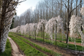 Snow Fountain Weeping Cherry Seeds - Rare White Flowering Ornamental Tree Prunus spp. for Garden Landscaping