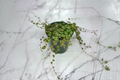 String of Turtles Houseplant, Trailing Peperomia prostrata, Rooted Starter in 3" or 4.5" Pot