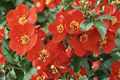 Crimson and Gold Flowering Quince Live Plant, 2-Gallon Pot, Red & Yellow Blooms, Deciduous Shrub, Chaenomeles superba