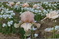 Bearded Iris ‘Concertina’ Rhizomes 3 Pack – Spring Flowering, Fragrant, #1 Grade Iris Plants for Garden Beds & Borders