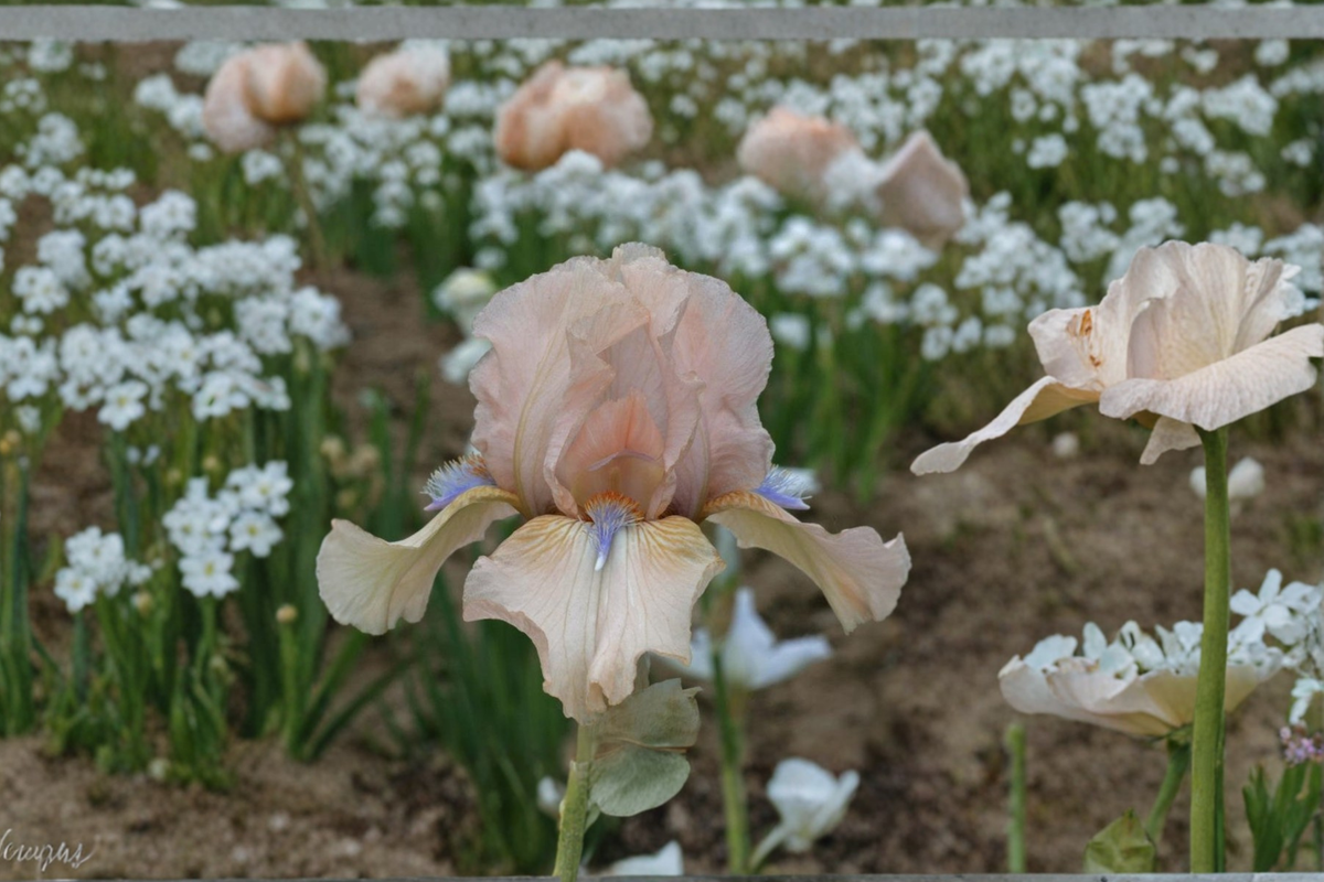 Bearded Iris ‘Concertina’ Rhizomes 3 Pack – Spring Flowering, Fragrant, #1 Grade Iris Plants for Garden Beds & Borders
