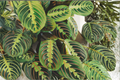 Red Maranta Prayer Plant Live in 4 Inch Pot – Maranta leuconeura 'Erythroneura'