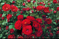 Mr. Lincoln Hybrid Tea Rose Live Plant 5 Gal Deep Red Fragrant Blooming Bush for Garden Landscape
