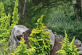 Hinoki Cypress Live Plant 10 Inches, Well’s Special, Evergreen Conifer, Chamaecyparis obtusa, 1 Gallon Pot for Garden & Landscape