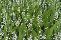 Lily of the Valley Bare Root Plants – 20 White Fragrant Ground Cover Convallaria majalis for Shade Gardens