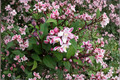 Nikko Blush Deutzia Live Plant – Pink & White Flowering Shrub, 1 Gallon, Deciduous Garden Plant, Compact, Easy Care, Deutzia crenata