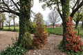 Norway Spruce ‘Rubra Spicata’ Live Plant – Red New Growth Evergreen Tree in 1 Gallon Pot for Outdoor Garden Landscape