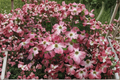 Dogwood ‘Cherokee Chief’ 1 Gallon Live Plant – Red Flowering Tree for Spring Garden Landscape, Cornus florida