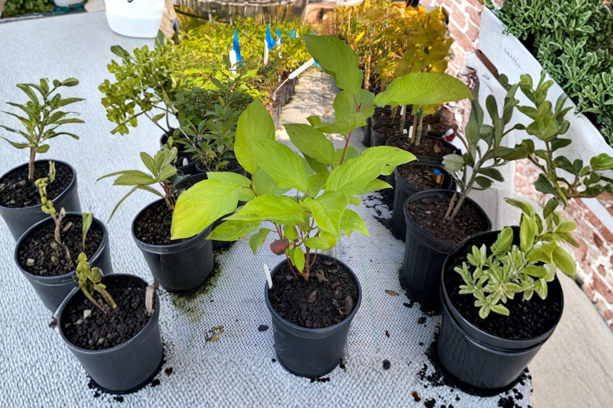 Prairie Fire Dogwood Live Plant, 1 Gallon Pot, Red Twig Shrub, Cornus alba â€˜Prairie Fireâ€™, Deciduous Landscape Plant