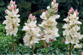 Double Bloom Tuberose Bulbs, White Fragrant Flowers, Polianthes Tuberosa, Garden, Container Planting, 3 Medium Bulbs