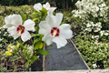 Red Heart Rose of Sharon Live Plant, 2-Gallon Hibiscus syriacus, White & Red Flowers, Deciduous Shrub for Garden & Hedges