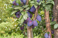 Live Stanley Plum Tree - 4-6 ft Prunus domestica Fruit Tree for Home Garden & Orchard