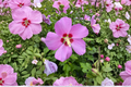 Woodbridge Rose of Sharon Live Plant – Pink Flowering Shrub, Hibiscus syriacus, 2-Gallon Pot for Garden Hedges & Borders