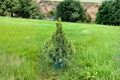 Summer Gold Spruce Live Plant 12" Picea glauca 'Summer Gold' Evergreen Conifer in 1 Gallon Pot