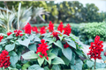 Organic Pineapple Sage Live Starter Plant 4-8 Inch Tall – Salvia elegans