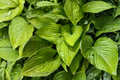 Hosta 'Age of Gold' Live Plants, 3 Rooted Starters in 1 Qt Pots, Golden Foliage, Shade Perennial Garden Plant
