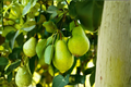 Beurre d’Anjou Pear Tree 4-6 ft Live Plant, Green Pyrus communis Fruit Tree for Home Garden Orchard