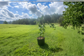 Grafted Brown Satsuma Mandarin Tree 3 Gallon Citrus Fruit Tree Evergreen Foliage Citrus unshiu